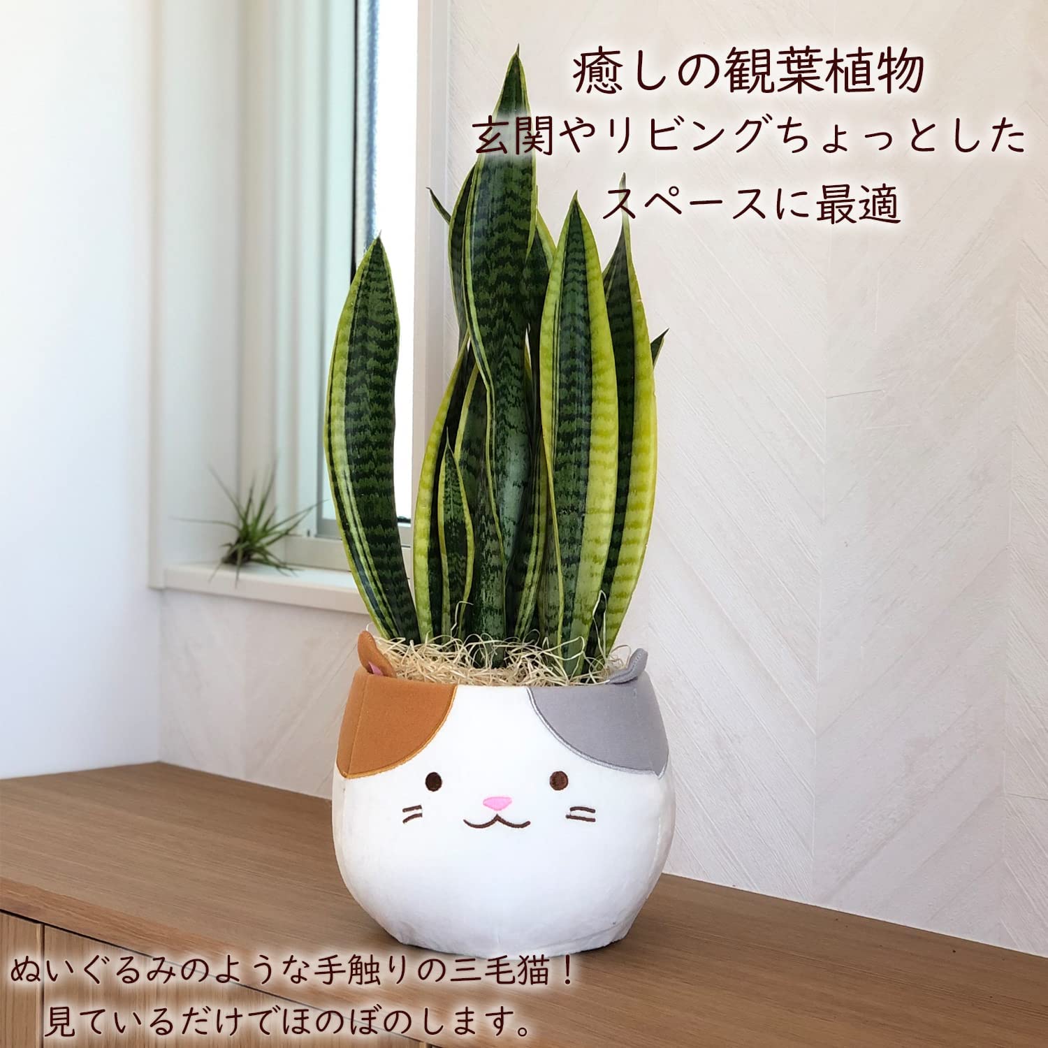 ���󥹥٥ꥢ ���տ�ʪ ��ʪ �ߥ� ���󥻥٥ꥢ ���� ��ʪ �ߥ˴��տ�ʪ �פ���