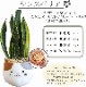 ���󥹥٥ꥢ ���տ�ʪ ��ʪ �ߥ� ���󥻥٥ꥢ ���� ��ʪ �ߥ˴��տ�ʪ �פ���