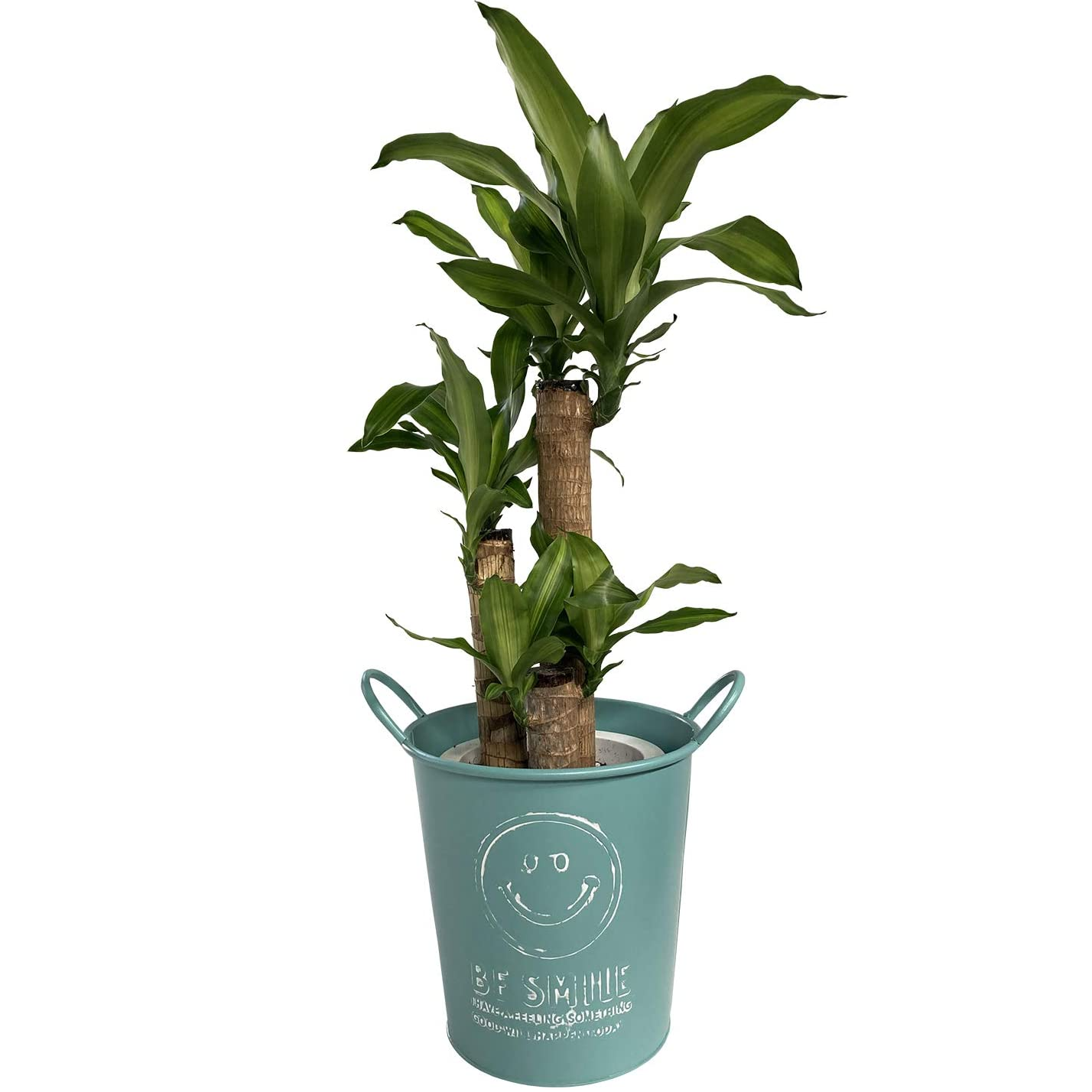 幸福の木 ドラセナ マッサン インテリア 観葉植物 にこちゃん ブリキ 誕生日 記念日 プレゼント 観葉植物 おしゃれな観葉植物 安心と感動を送る フラワーギフト 花のギフト社