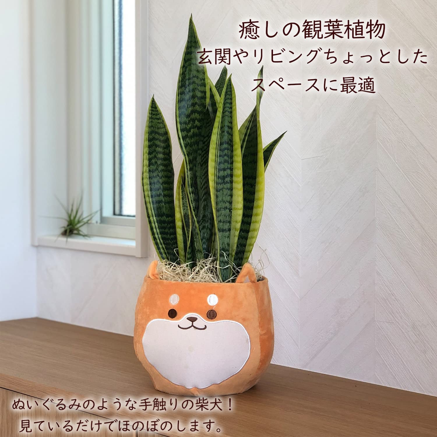 ���󥹥٥ꥢ ���տ�ʪ ��ʪ �ߥ� ���󥻥٥ꥢ ���� ��ʪ �ߥ˴��տ�ʪ �פ���