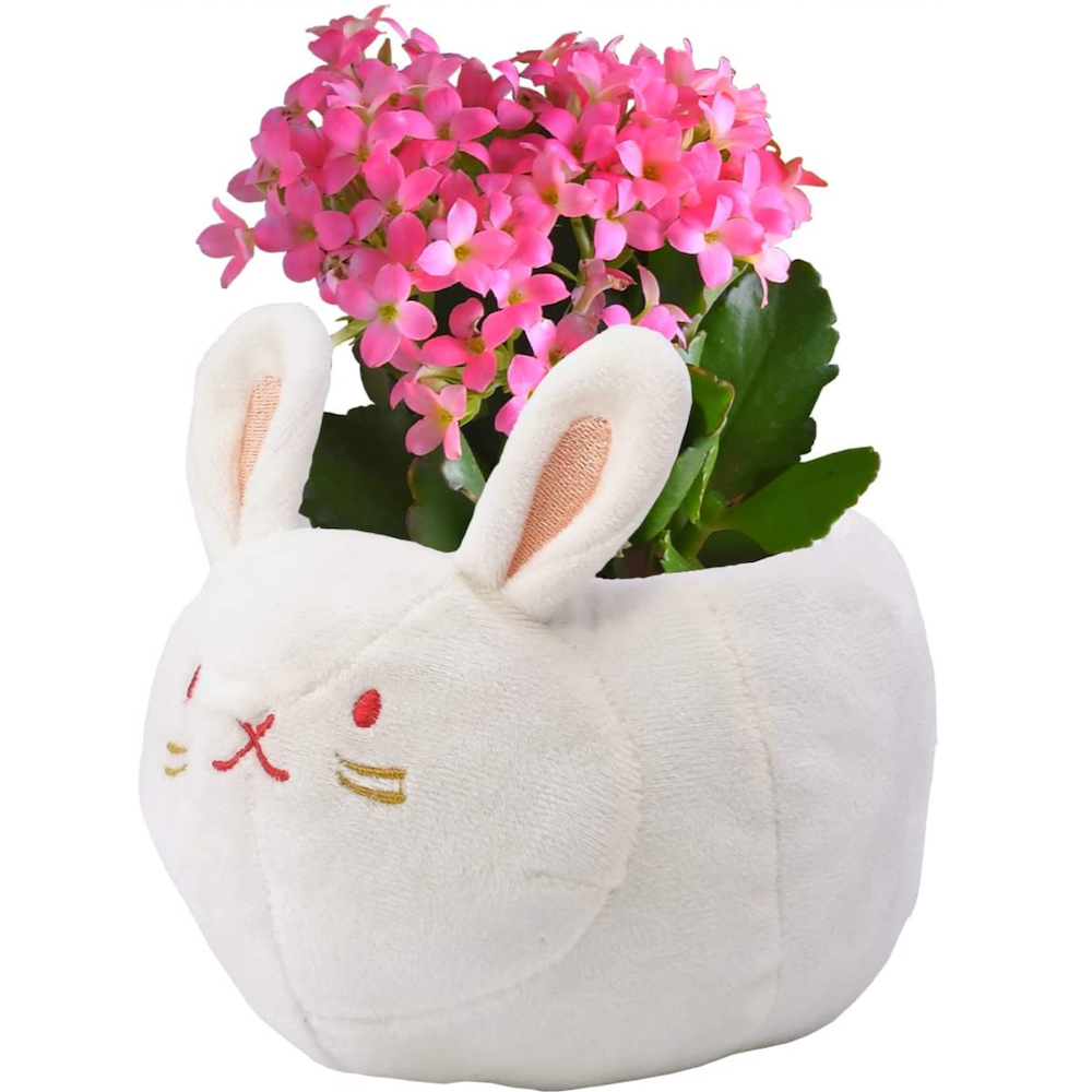 お花 ギフト 誕生日 花 花鉢 うさぎ ウサギ カランコエ鉢植 からんこえ