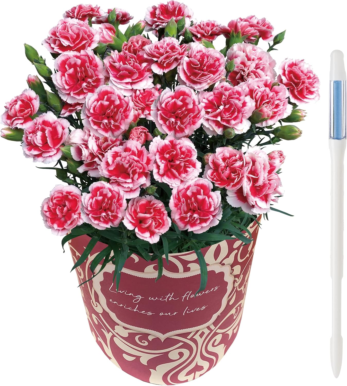 �����͡������ �������ۥ��å� ����� �ץ쥼��� ȭ���� 5��ȭ ��ȭ ȭ�� �����ƥ����դ�