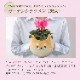 �������� ��������� �ץ쥼��� ���ե� �����ǥ󥷥����� �� ��������ȭ����