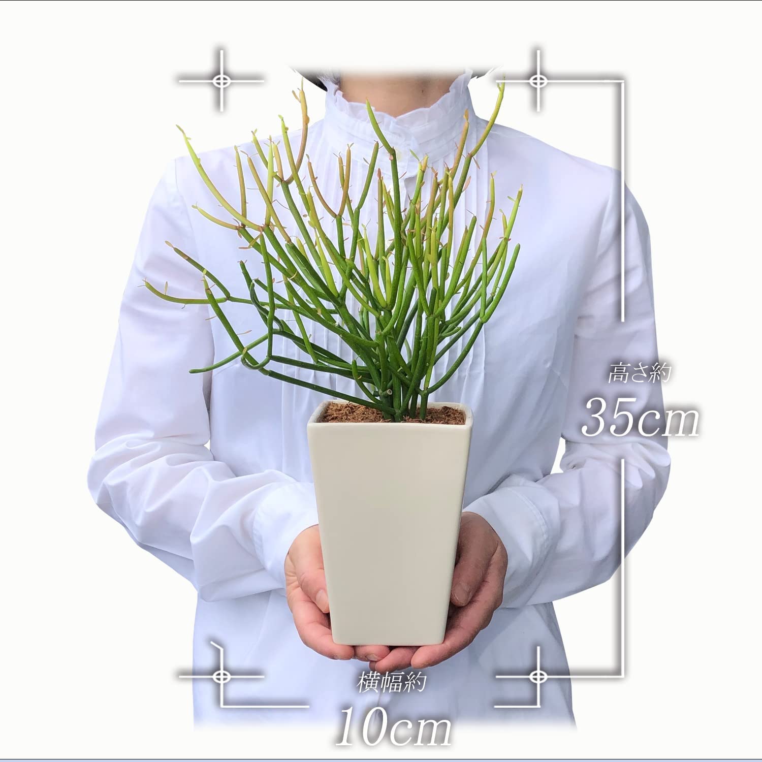 £��ʪ �ߥ륯�֥å��� ȭ���� ���տ�ʪ �ߥ˴��տ�ʪ ���� �ե����䡼���ƥ��å� ¿��