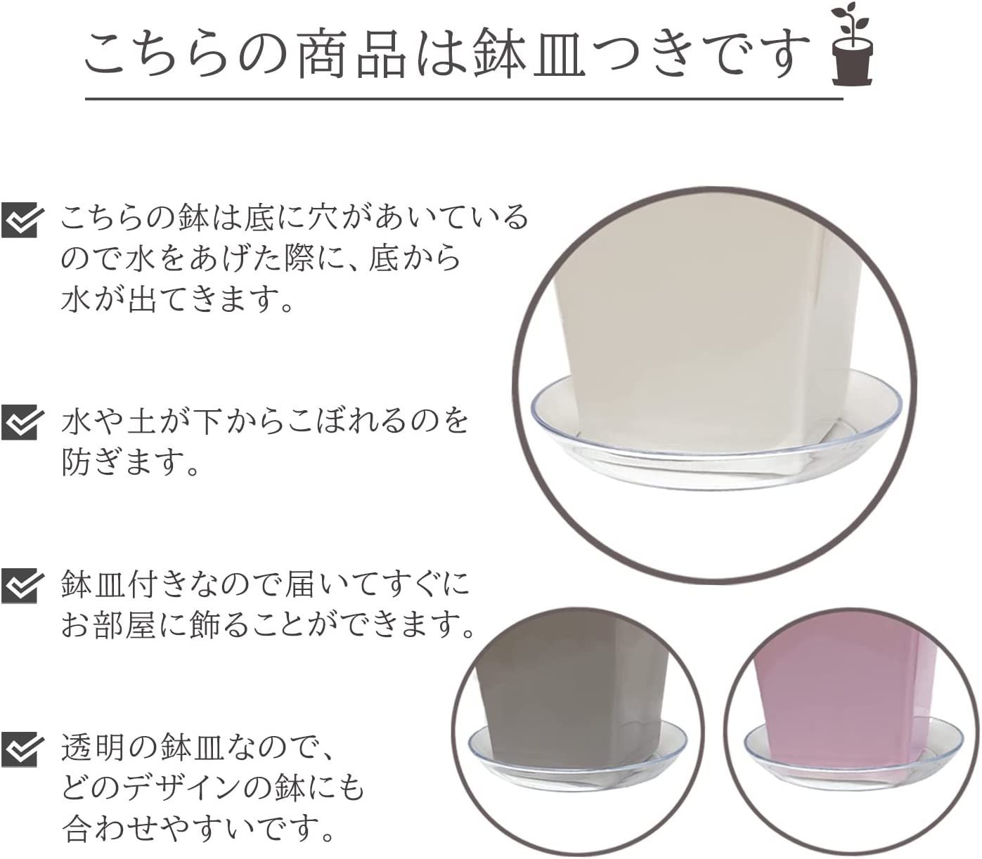 ミルクブッシュ 1 ファイバー鉢 お皿付き 贈り物 ミルクブッシュ 鉢植え 観葉植物 ミニ観葉植物 観葉
