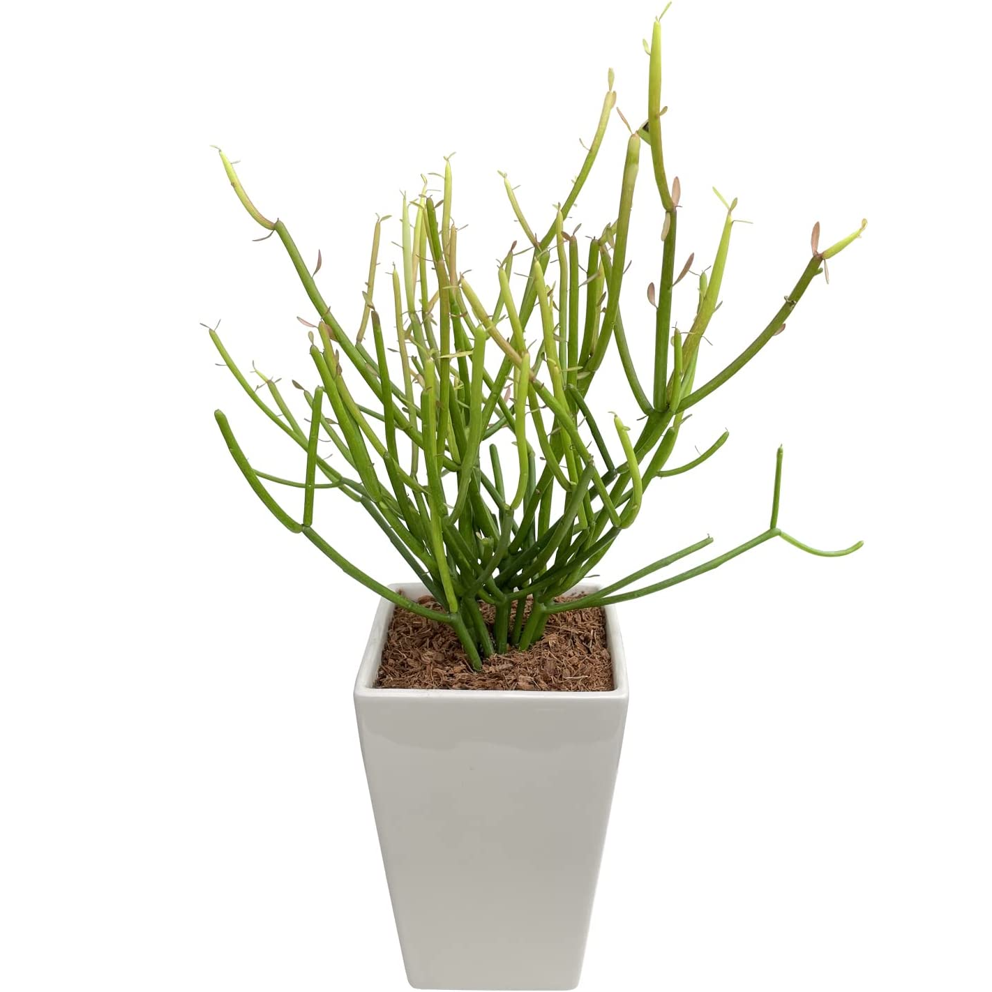 贈り物 ミルクブッシュ 鉢植え 観葉植物 ミニ観葉植物 観葉