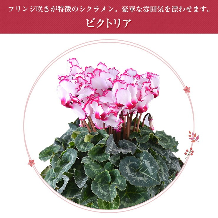 シクラメン 鉢植え 花 ギフト プレゼント 4種から選べる品種 お花 ビクトリア ピアス リップスピンク 5号鉢 鉢花 花鉢 しくらめん 5号 鉢 東北 関西 送料無料 お歳暮 誕生日 フラワーギフト 花のギフト社 冬ギフト 通販専門店 植物は私達が制作 梱包 花のギフト社