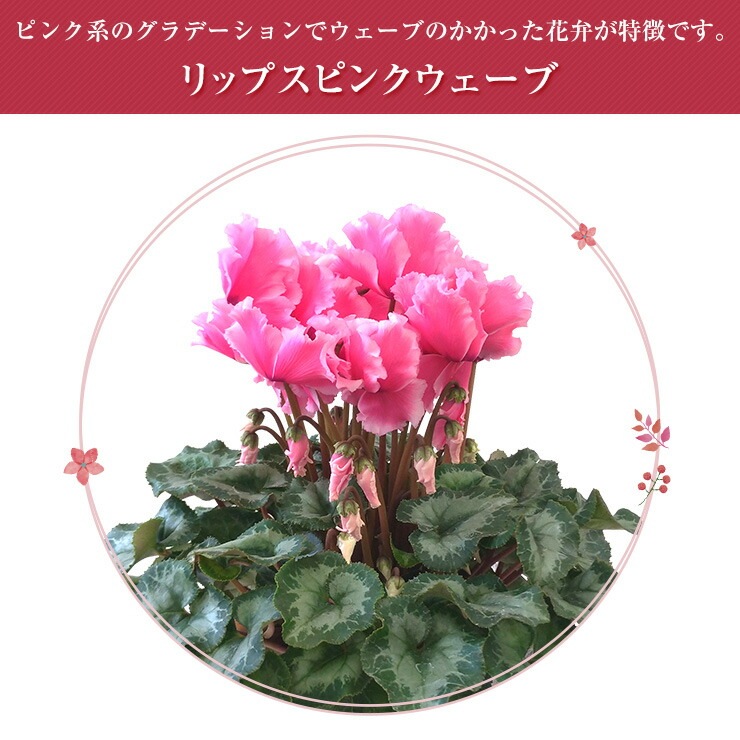 シクラメン 鉢植え 花 ギフト プレゼント 4種から選べる品種 お花 ビクトリア ピアス リップスピンク 5号鉢 鉢花 花鉢 しくらめん 5号 鉢 東北 関西 送料無料 お歳暮 誕生日 フラワーギフト 花のギフト社 冬ギフト 安心と感動を送る フラワーギフト 花のギフト社