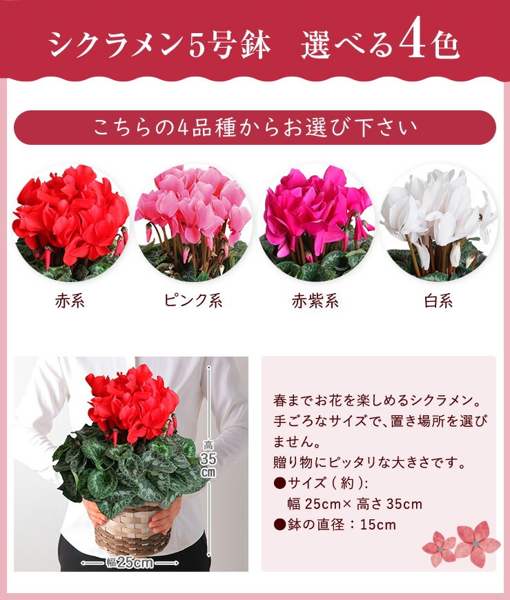 シクラメン 鉢植え 花 ギフト プレゼント 4種から選べる花色 お花 赤 ピンク 紫 白 5号鉢 鉢花 花鉢 しくらめん 5号 鉢 東北 関西 送料無料 お歳暮 誕生日 フラワーギフト 花のギフト社 冬ギフト 通販専門店 植物は私達が制作 梱包 花のギフト社