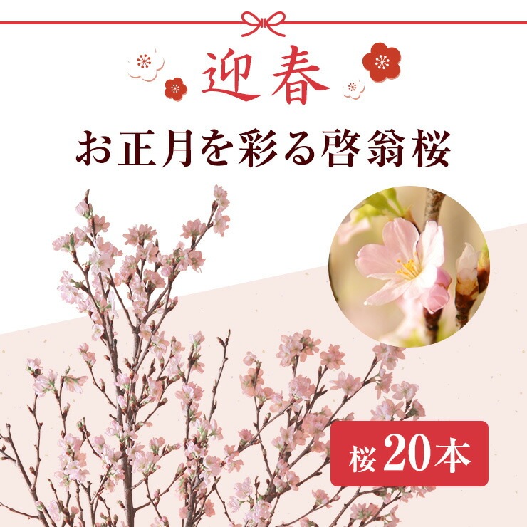 啓翁桜 花束 本 フラワーギフト 花 正月 迎春 プレゼント 迎春のお花 安心と感動を送る フラワーギフト 花のギフト社