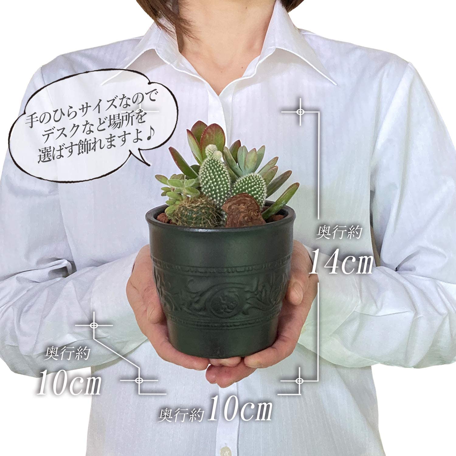 ¿����ʪ �󤻿��� ������ ƫ��ȭ ����ƥꥢ���꡼�� ���տ�ʪ ���ե� �ץ쥼���