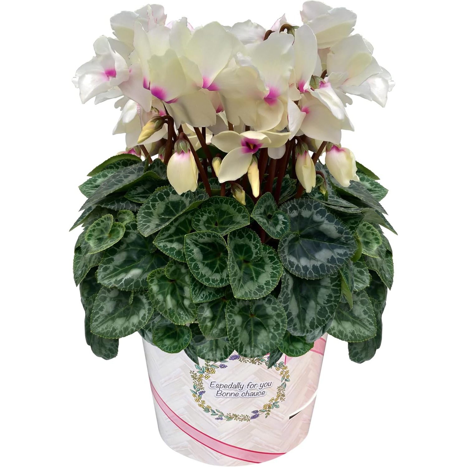 �������� ���ե� �ץ쥼��� �� ȭ���� ȭ�� ������ 6��ȭ �� ������ǥ󥬡���