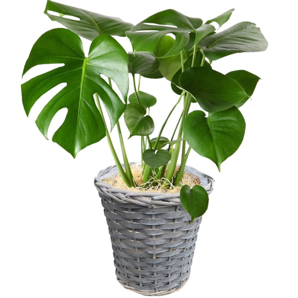 モンステラ ミント 6号鉢 限定1鉢 希少モンステラ デリシオーサ