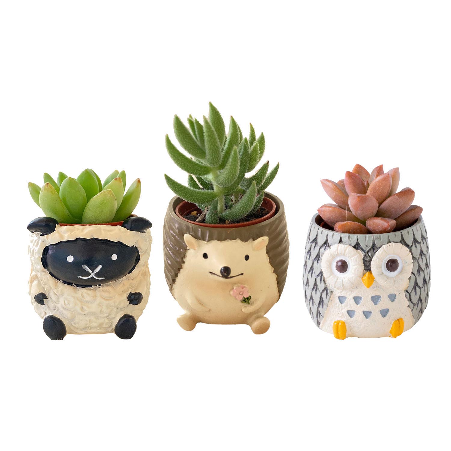 ¿�� ���˥ޥ� ưʪ ������ ƫ��ȭ ��ʪ ���տ�ʪ ���ե� ���襤�� ����ƥꥢ