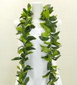 òۥϥ磻쥤 ץ󥰥쥤 ޥ  1870