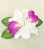 �ե���� ���ȥ쥢�����塼�֥�����2Ϣ �إ�����å� �ۥ磻�� 3081wh