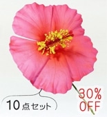 �ե���� �ϥ��ӥ����� �إ��ԥå� ��10�����åȡۥԥ� 1330pi-10