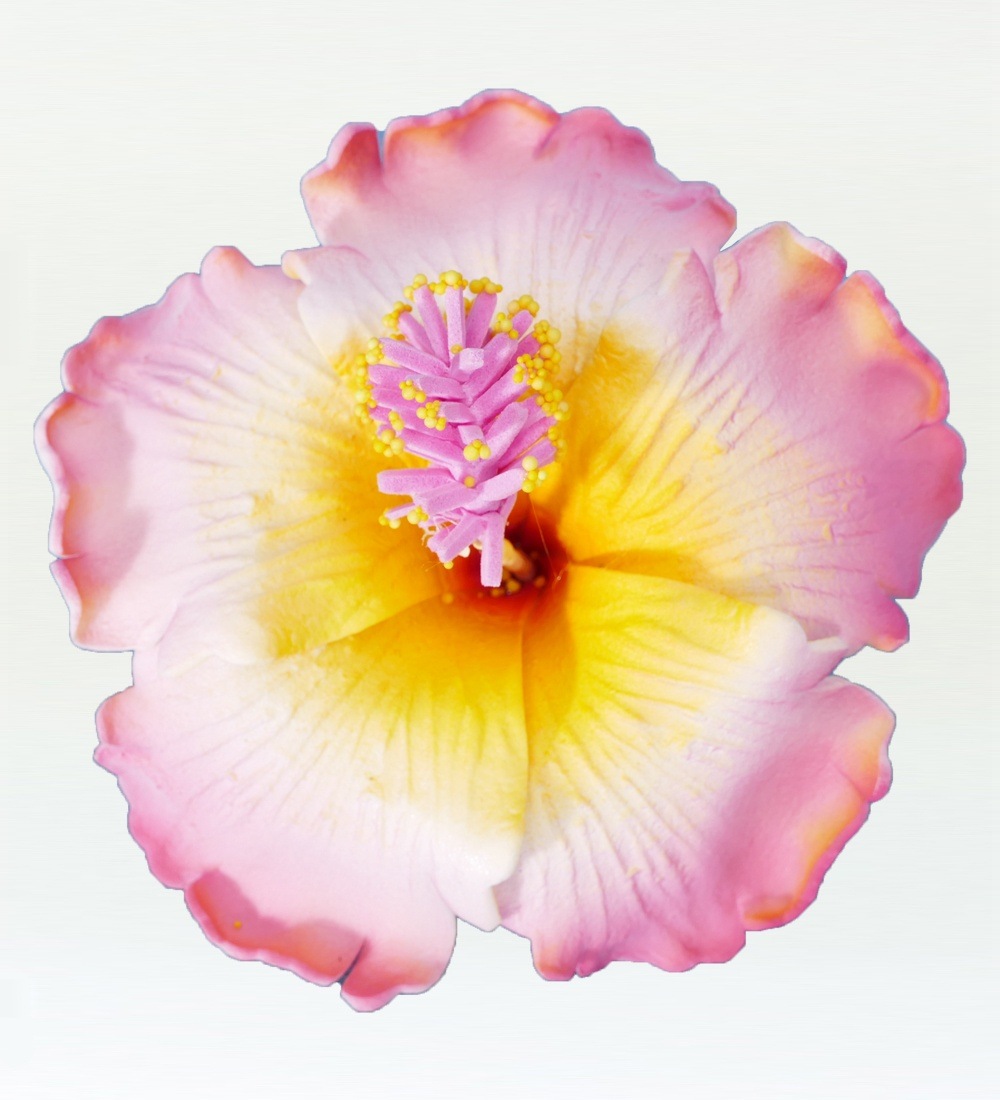 #1229-2　新品　ヘアクリップ　6個　髪飾り　ピカケ　フラダンス　アイボリー 楽天市場】フラダンス衣装 髪飾り 花飾り レフア ヘアクリップ