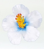 �ե���� �ϥ��ӥ��������إ�����å� �֥롼��1342blC