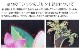̾����T����� �֥�å� NT002b