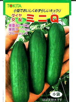 キュウリ ダイヤ交配 ミニｑ トキタ種苗のミニキュウリの品種です Green Depo グリーンデポ