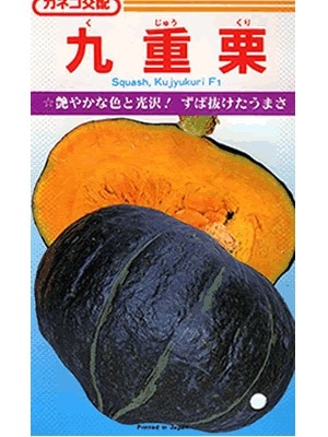 カボチャ カネコ交配 九重栗 カネコのカボチャ種です Green Depo グリーンデポ カボチャ カネコ交配 九重栗 カネコのカボチャ種です Green Depo グリーンデポ