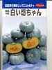 カボチャ　協和交配　　白い坊ちゃん　　 登録品種　みかど協和のミニカボチャ種です。