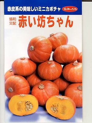 カボチャ 協和交配 赤い坊ちゃん 登録品種 みかど協和のミニカボチャ品種です。-GREENDEPO カボチャ 協和交配 赤い坊ちゃん 登録品種 みかど協和のミニカボチャ品種です。-GREENDEPO