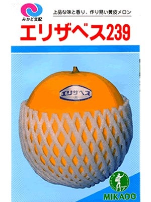 メロン様 メロン みかど交配 エリザベス239 みかどの黄色皮メロンです