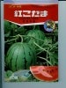 スイカ種　ナント交配　紅こだま　スイカ　 ナント種苗の小玉スイカです。