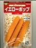トウモロコシ種　　イエローポップ　　サカタのタネのポップコーン種です。