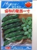 ソラマメ　みかど協和　　協和の陵西一寸　　 みかど協和の一寸そら豆です。