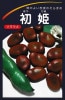 ソラマメ　珍しい赤そら豆！　初姫　みかど協和の蚕豆種です。