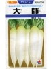 ダイコン　タキイ交配　　大師　　 タキイ種苗のダイコンです。　