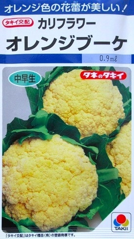 カリフラワー様　専売 カリフラワー - ​Tsubasa Green Farm