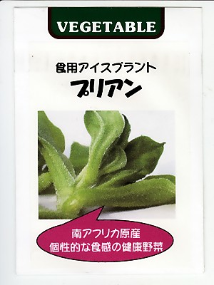 アイスプラント 食用アイスプラント プリアン 藤田種苗のアイスプラント種です Green Depo グリーンデポ