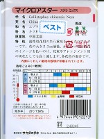アスター　サカタのタネ　マイクロアスターステラミックス　 サカタのタネのアスター種です。|アスター|花