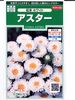 アスター　サカタのタネ　松本ホワイト　 サカタのタネのアスター種です。