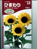 ヒマワリ　タキイ交配  サンリッチレモン   タキイ種苗のヒマワリ種です。