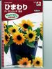 ヒマワリ　タキイ交配  サンリッチ混合　　 タキイ種苗のヒマワリ種です。