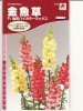 金魚草　タキイ交配　　Ｆ１仙系バイカラーミックス　　 タキイ種苗のキンギョソウです