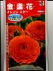 キンセンカ　タキイ育成　　オレンジスター　　 タキイ種苗のキンセンカです。
