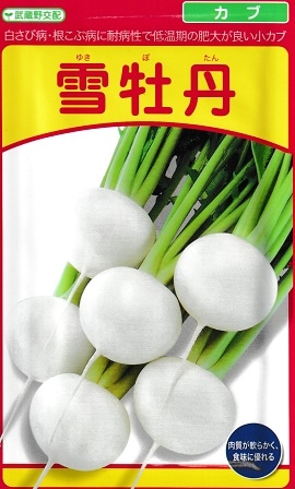武蔵野交配 雪牡丹カブ 武蔵野種苗園のカブ品種です Green Depo グリーンデポ