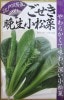 江戸川育成　ごせき晩生小松菜　