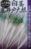 白茎亀井戸大根　関東の伝統野菜品種の大根