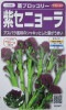 茎ブロッコリー　紫セニョーラ　サカタのタネの茎ブロッコリー品種
