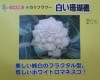 小林交配　白い珊瑚礁ネオ　カリフラワー　小林種苗株式会社のカリフラワー品種