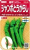 サカタ交配　福耳ジロー　サカタのタネのジャンボとうがらし