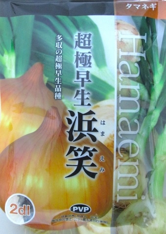超極早生 浜笑 玉ねぎ カネコ種苗（登録品種 海外持ち出し禁止