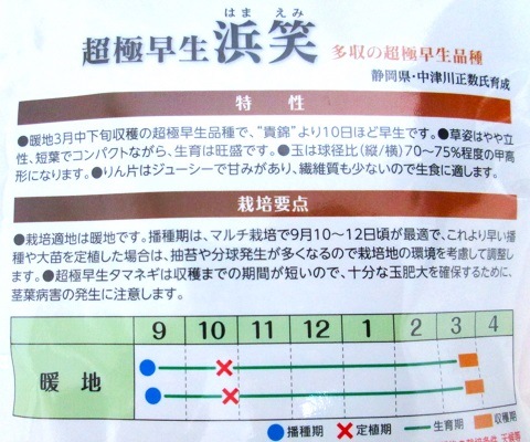 玉ねぎ苗⭕️超極早生品種、浜笑１１００本⭕️＋補償分】【玉葱苗】 浜笑 | カネコ種苗株式会社 | 未来をひらく・・カネコ交配